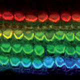 inline-graphic medsci2012288-9p701-img1.jpg