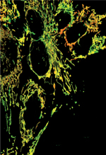 inline-graphic medsci20143012p1101-img1.jpg