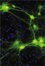 inline-graphic medsci20153104p404-img1.jpg